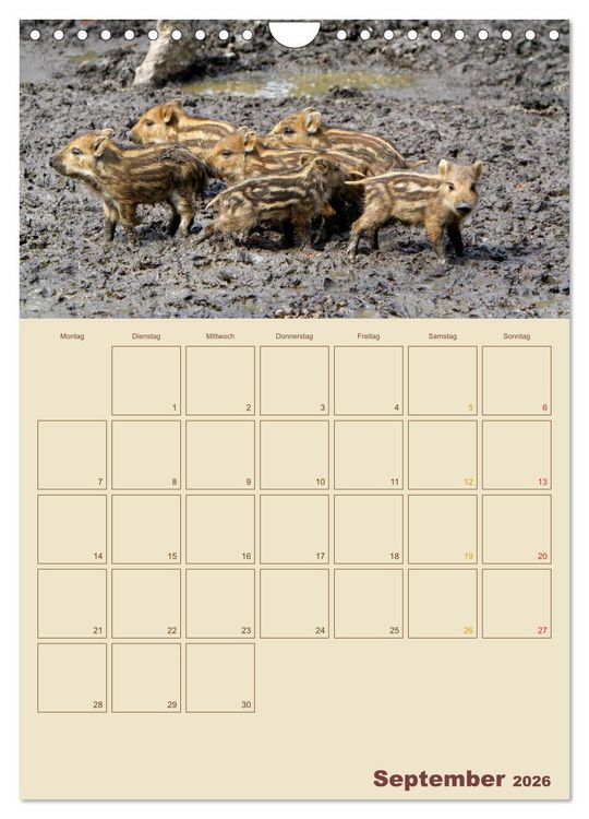 Produktbild: Wildschweine (Wandkalender 2026 DIN A4 hoch), CALVENDO Monatskalender