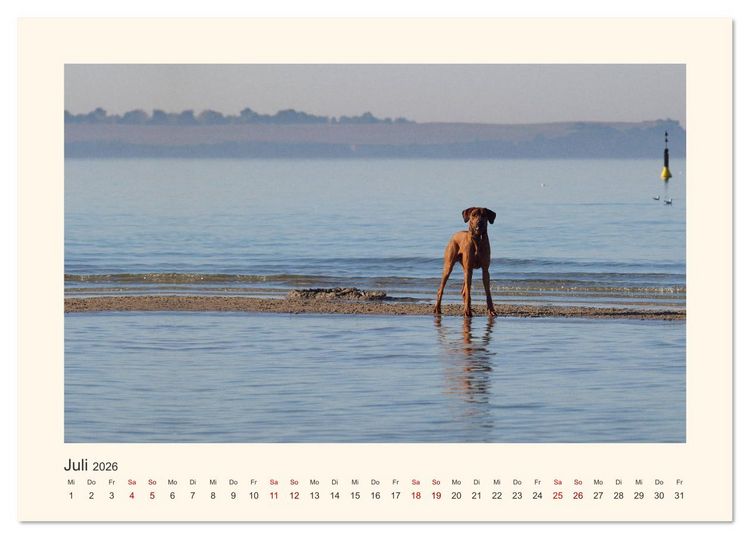 Produktbild: Rhodesian Ridgeback Power aus S&uuml;dafrika (Tischkalender 2026 DIN A5 quer), CALVENDO Monatskalender