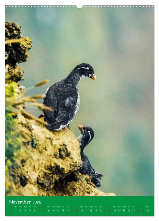 Produktbild: Our wild nature, American birds (High Quality Premium Wall Calendar 2026 DIN A2 portrait),CALVENDO 12 Month Wall Calendar