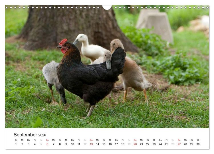 Produktbild: Bunte Welt des Bauernhofs (Wandkalender 2026 DIN A3 quer), CALVENDO Monatskalender
