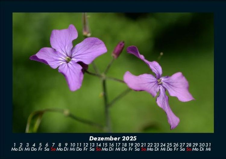 Produktbild: Blumenkalender 2025 Fotokalender DIN A5