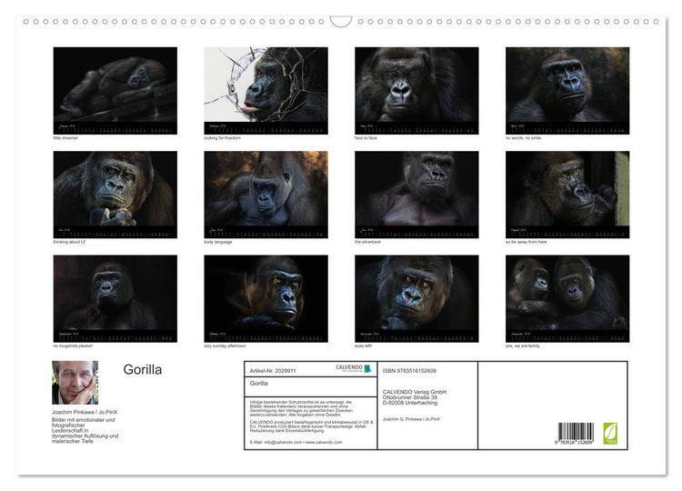 Produktbild: Gorilla (Wandkalender 2026 DIN A2 quer), CALVENDO Monatskalender