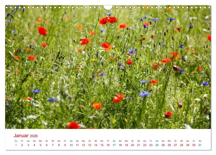 Produktbild: Mohnblumen (Wandkalender 2026 DIN A3 quer), CALVENDO Monatskalender
