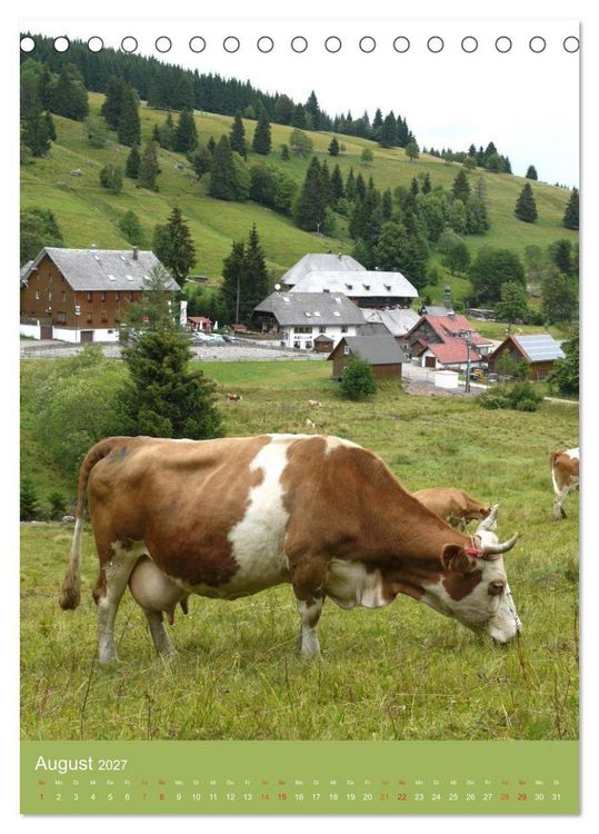 Produktbild: Schwarzwald und K&uuml;he im Hochformat (Tischkalender 2027 DIN A5 hoch), CALVENDO Monatskalender