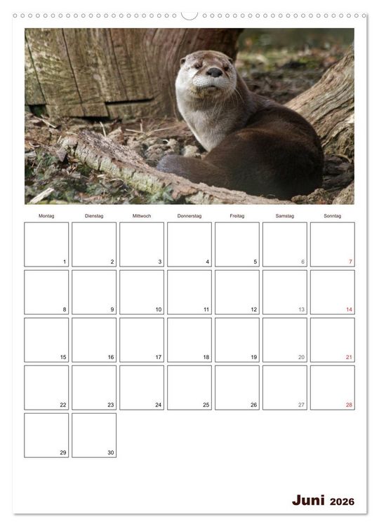 Produktbild: Der Fischotter-Terminplaner (Wandkalender 2026 DIN A2 hoch), CALVENDO Monatskalender
