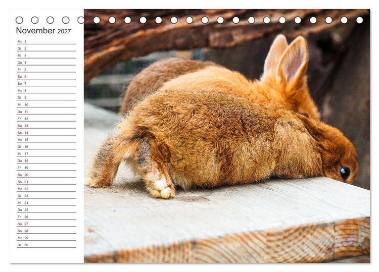 Produktbild: Eine gl&uuml;ckliche Kaninchenfamilie (Tischkalender 2027 DIN A5 quer), CALVENDO Monatskalender