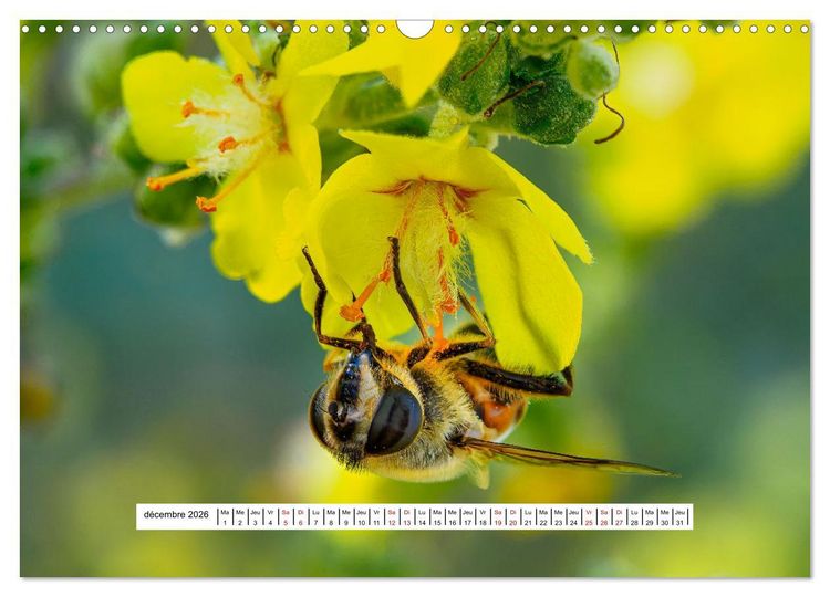 Produktbild: La vie de nos prairies - Les gu&ecirc;pes et les abeilles (Calendrier mural 2026 DIN A3 vertical), CALVENDO calendrier mensuel
