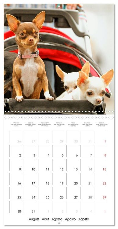 Produktbild: Chihuahua: Small dogs, but mighty (Wall Calendar 2027 12 &times; 12 Inch) CALVENDO 12 Month Wall Calendar