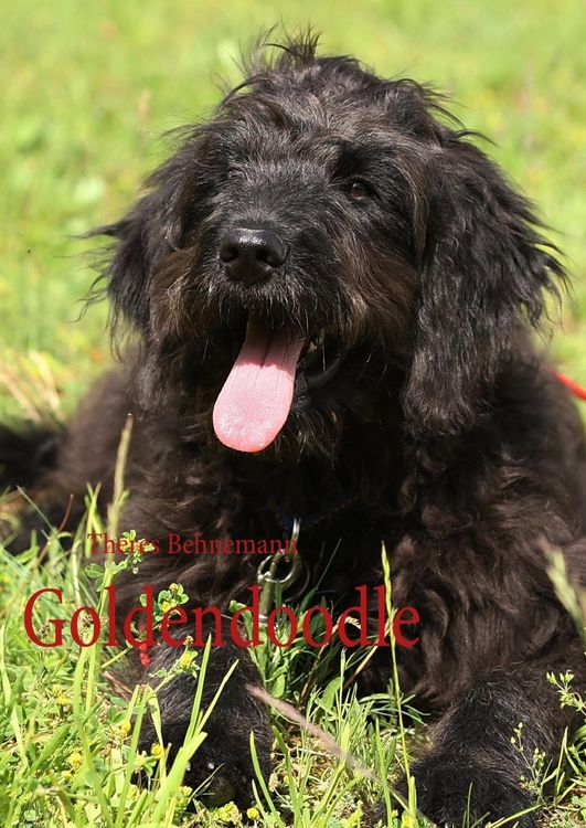 Produktbild: Goldendoodle