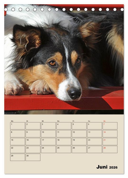 Produktbild: Border Collie - Ein Familienplaner (Tischkalender 2026 DIN A5 hoch), CALVENDO Monatskalender