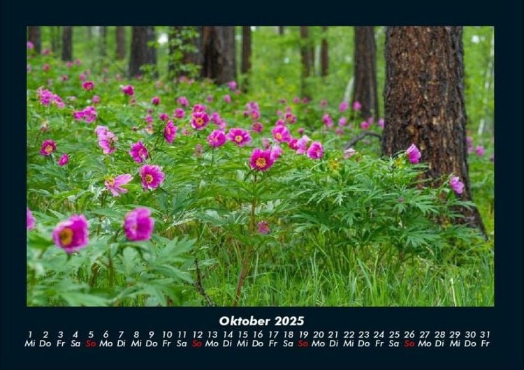Produktbild: Rosentraum 2025 Fotokalender DIN A4