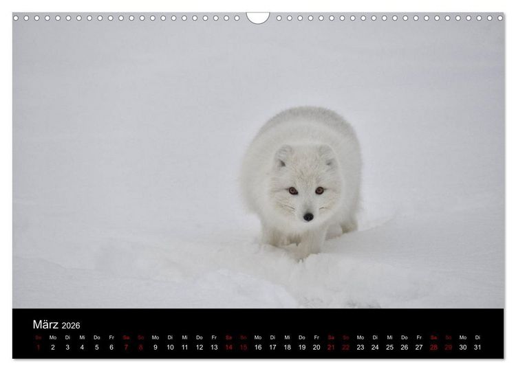 Produktbild: Polarfuchsstudien Wildlife (Wandkalender 2026 DIN A3 quer), CALVENDO Monatskalender