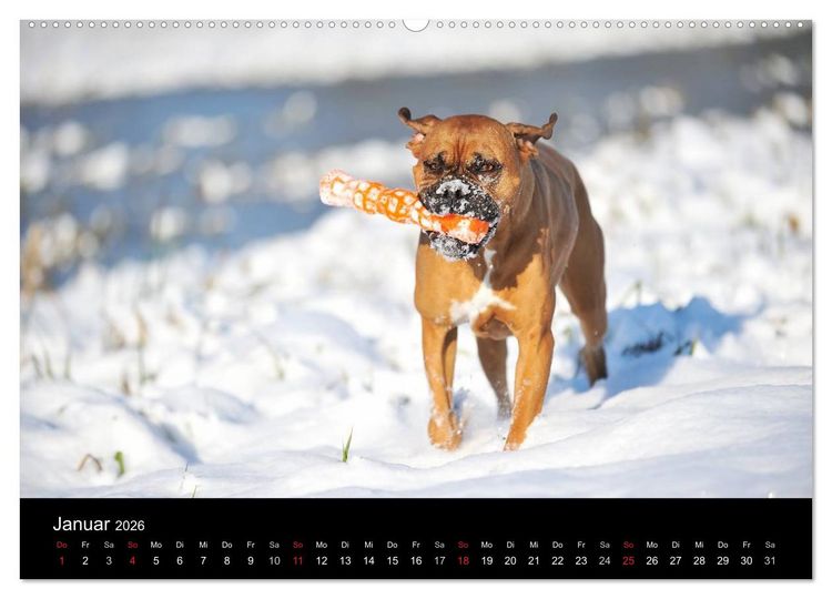 Produktbild: Boxer ? Was sonst ! (hochwertiger Premium Wandkalender 2026 DIN A2 quer), Kunstdruck in Hochglanz