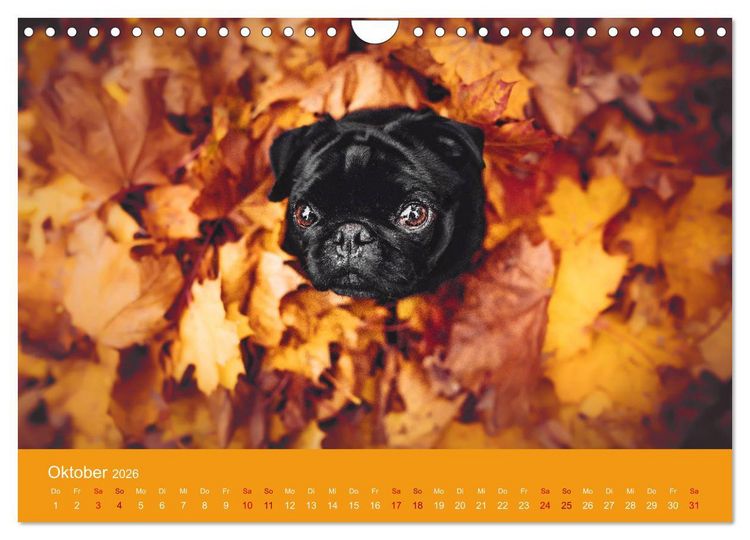 Produktbild: Diesel - ein mopsiges Leben (Wandkalender 2026 DIN A4 quer), CALVENDO Monatskalender