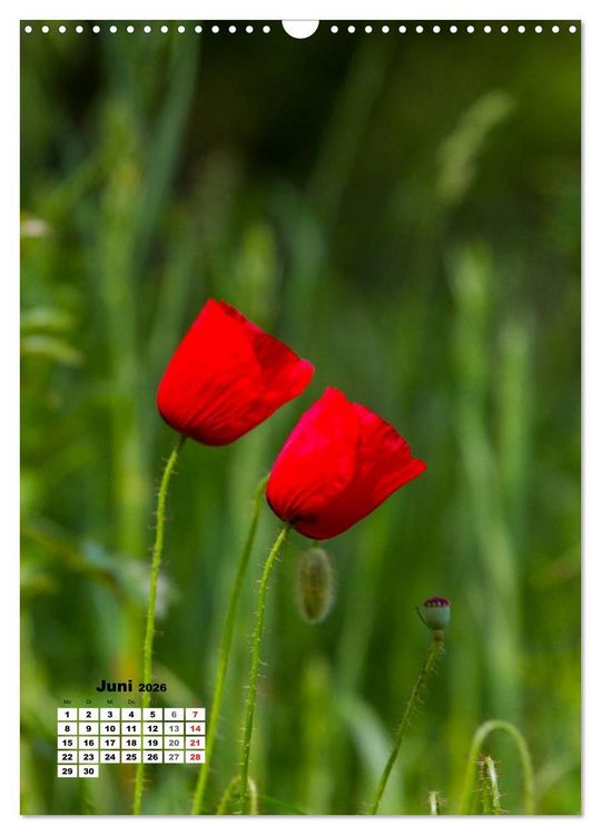 Produktbild: Zauber der Natur - Heimische Orchideen und Wiesenblumen (Wandkalender 2026 DIN A3 hoch), CALVENDO Monatskalender