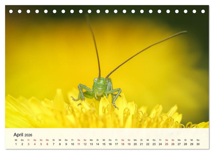 Produktbild: Verborgene Wunder (Tischkalender 2026 DIN A5 quer), CALVENDO Monatskalender
