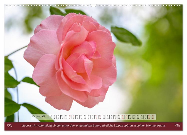 Produktbild: Rosen, Liebe ist (Wandkalender 2027 DIN A2 quer), CALVENDO Monatskalender