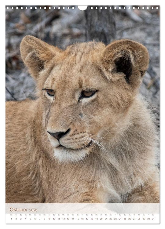 Produktbild: L&ouml;wen in Sabi Sands (Wandkalender 2026 DIN A3 hoch), CALVENDO Monatskalender
