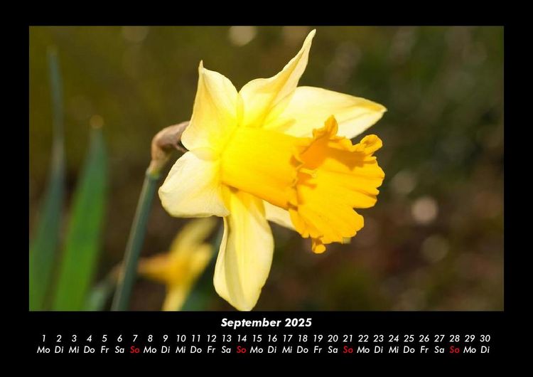 Produktbild: Blumentr&auml;ume 2025 Fotokalender DIN A3
