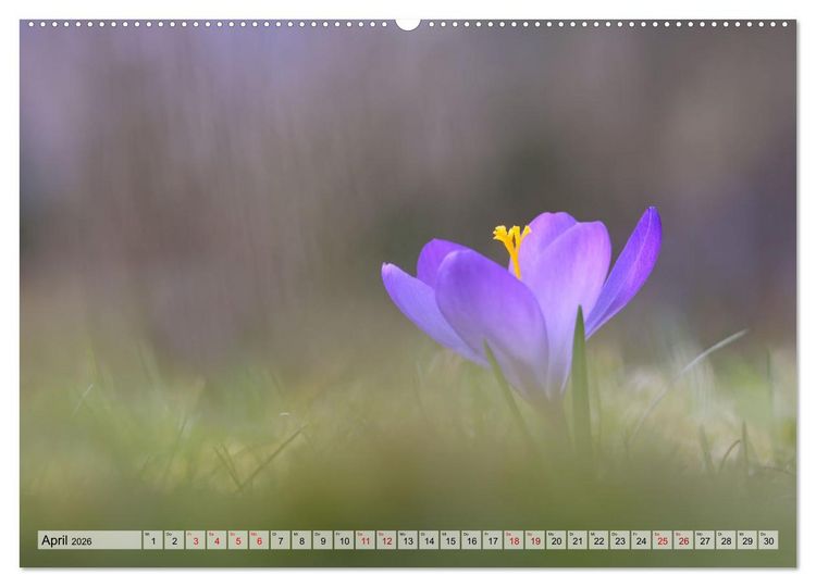 Produktbild: Wenn Bl&uuml;ten tr&auml;umen tanzt das Licht (Wandkalender 2026 DIN A2 quer), CALVENDO Monatskalender