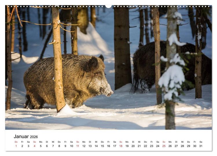 Produktbild: Unsere heimische Tierwelt (Wandkalender 2026 DIN A2 quer), CALVENDO Monatskalender