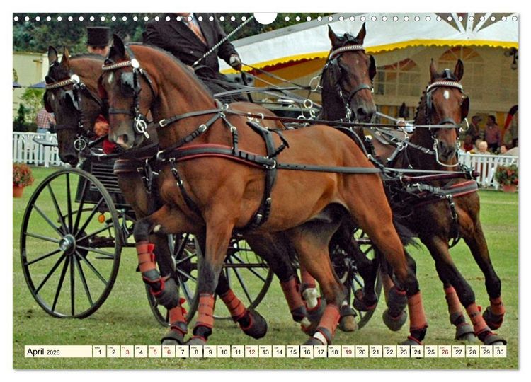 Produktbild: Four-in-hand Driving Challenge (Wall Calendar 2026 DIN A3 landscape), CALVENDO 12 Month Wall Calendar
