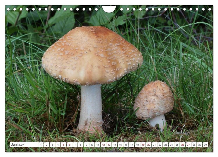 Produktbild: Pilze finden - das ganze Jahr! (Wandkalender 2027 DIN A4 quer), CALVENDO Monatskalender