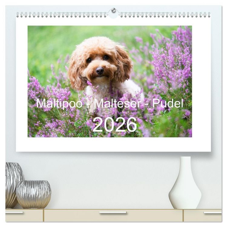 Produktbild: Maltipoo - Malteser -Pudel (hochwertiger Premium Wandkalender 2026 DIN A2 quer), Kunstdruck in Hochglanz