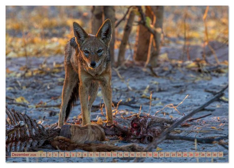 Produktbild: Das Okavango-Delta - Naturwunder im Herzen Afrikas (Tischkalender 2026 DIN A5 quer), CALVENDO Monatskalender