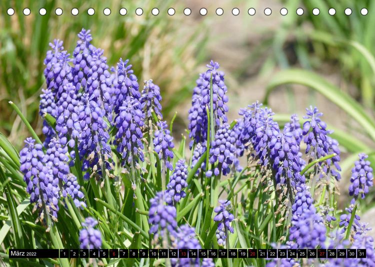 Produktbild: Fr&uuml;hling und Sommer (Tischkalender 2022 DIN A5 quer)