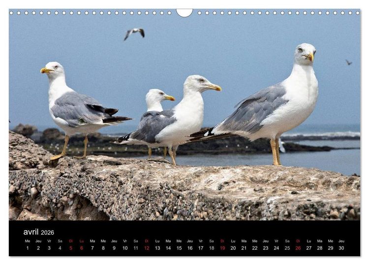 Produktbild: Essaouira Maroc (Calendrier mural 2026 DIN A3 vertical), CALVENDO calendrier mensuel
