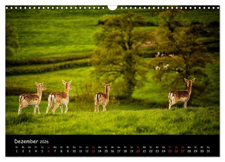 Produktbild: Rehe und Hirsche in freier Natur (Wandkalender 2026 DIN A3 quer), CALVENDO Monatskalender