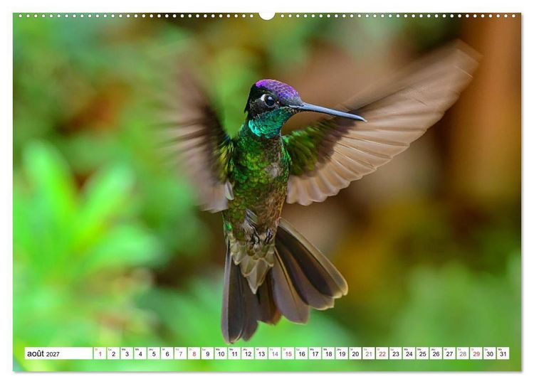 Produktbild: Colibris - pierres pr&eacute;cieuses volantes (Calendrier mural haut de gamme 2027 DIN A2 vertical), CALVENDO calendrier mensuel