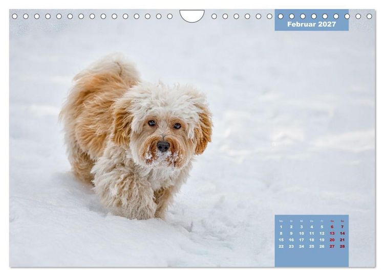 Produktbild: Rocket der Havaneser (Wandkalender 2027 DIN A4 quer), CALVENDO Monatskalender
