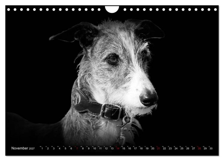 Produktbild: Galgo Espa&ntilde;ol - der spanische Windhund 2027 (Wandkalender 2027 DIN A4 quer), CALVENDO Monatskalender