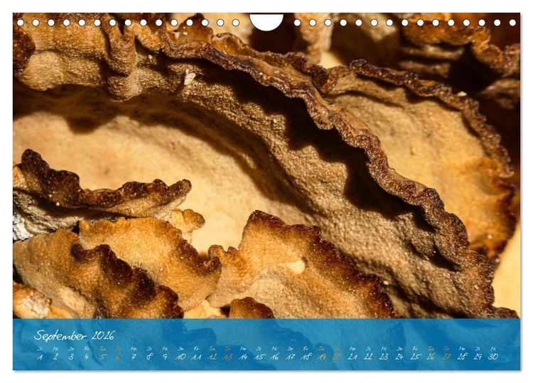 Produktbild: Natur abstrakt Farben und Strukturen (Wandkalender 2026 DIN A4 quer), CALVENDO Monatskalender