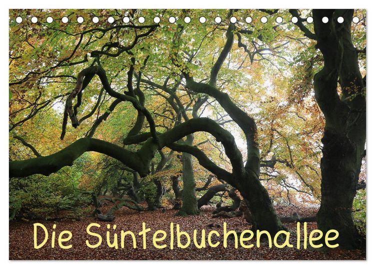 Produktbild: Die S&uuml;ntelbuchenallee (Tischkalender 2026 DIN A5 quer), CALVENDO Monatskalender