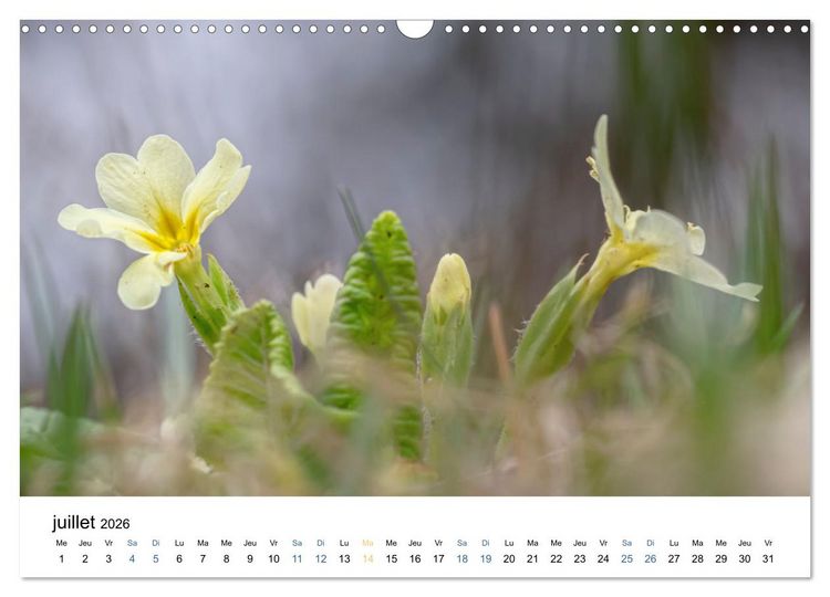 Produktbild: Fleurs po&eacute;tiques (Calendrier mural 2026 DIN A3 vertical), CALVENDO calendrier mensuel