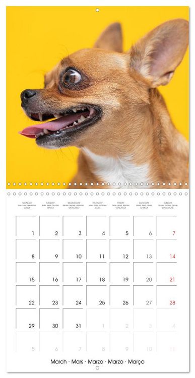 Produktbild: Chihuahua: Small dogs, but mighty (Wall Calendar 2027 12 &times; 12 Inch) CALVENDO 12 Month Wall Calendar