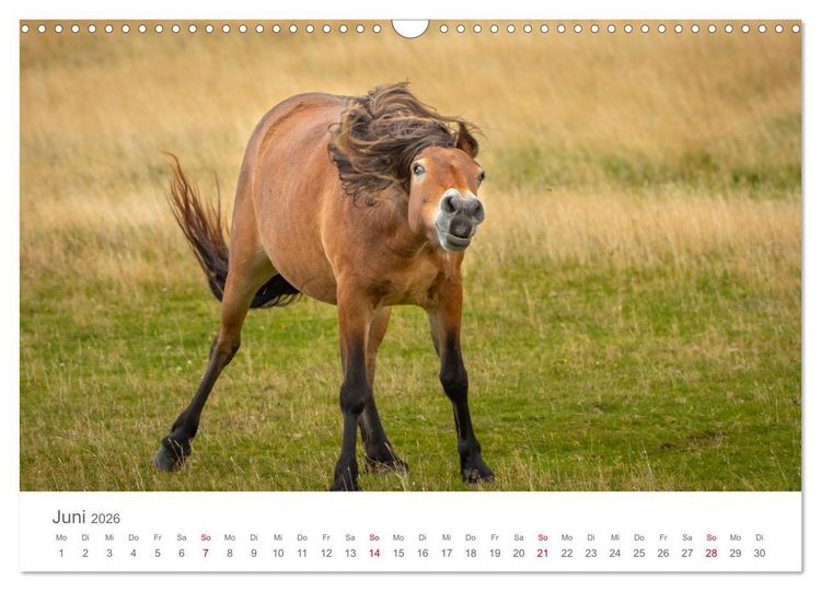 Produktbild: Exmoor Ponnys - Die letzten Ihrer Art (Wandkalender 2026 DIN A3 quer), CALVENDO Monatskalender