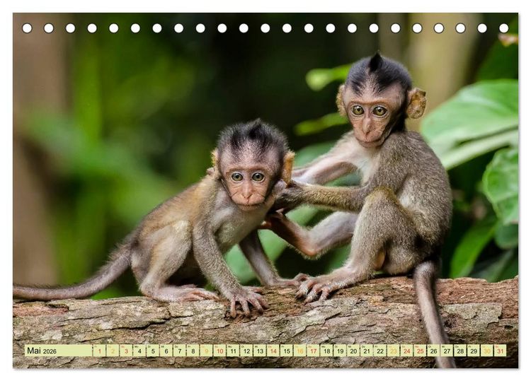 Produktbild: Affen - Affenkinder (Tischkalender 2026 DIN A5 quer), CALVENDO Monatskalender