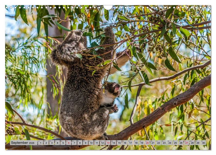 Produktbild: Australische Koalas (Wandkalender 2026 DIN A3 quer), CALVENDO Monatskalender