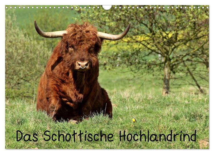 Produktbild: Das Schottische Hochlandrind (Wandkalender 2026 DIN A3 quer), CALVENDO Monatskalender
