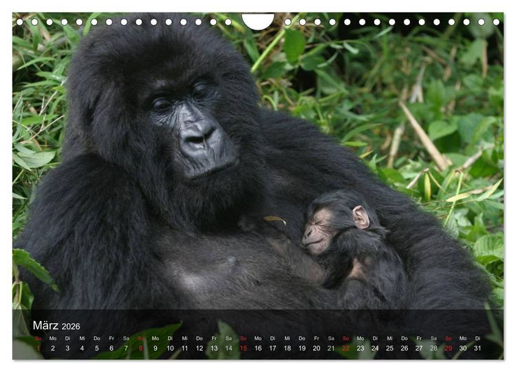 Produktbild: Menschenaffen. Gorillas, Schimpansen, Orang-Utans (Wandkalender 2026 DIN A4 quer), CALVENDO Monatskalender