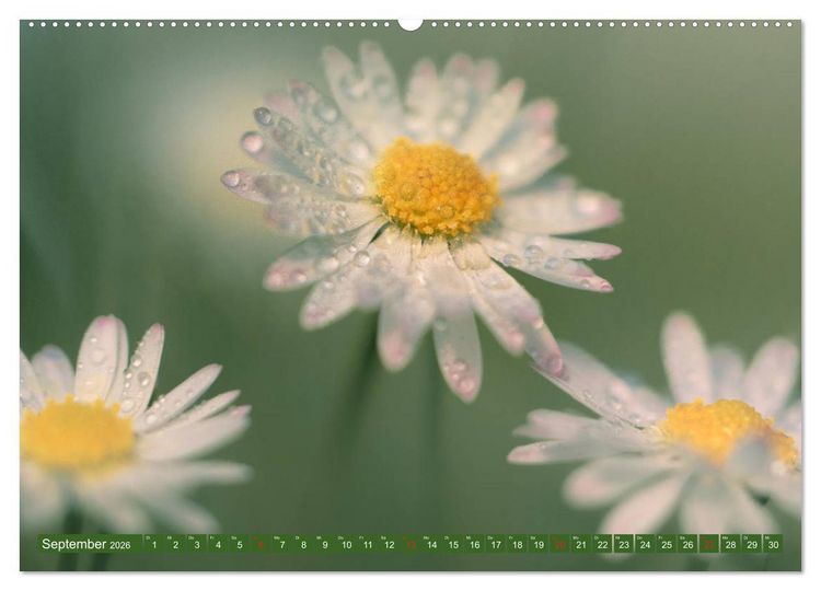 Produktbild: G&auml;nsebl&uuml;mchen Poesie (Wandkalender 2026 DIN A2 quer), CALVENDO Monatskalender