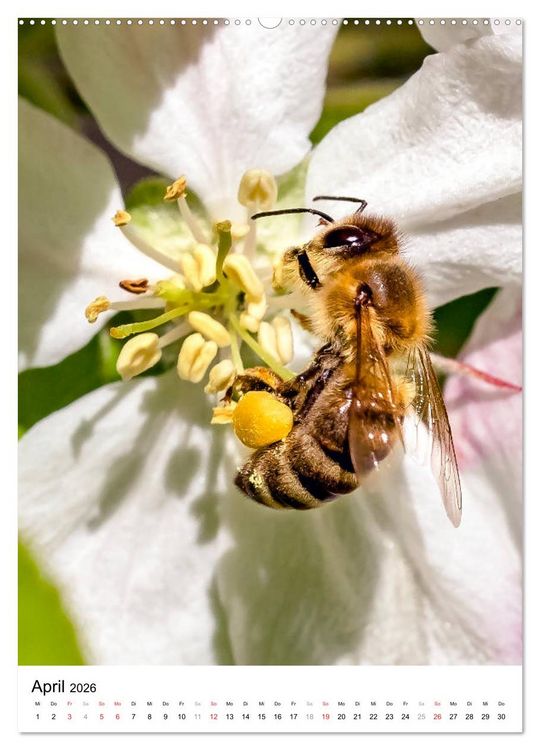 Produktbild: BIENEN - Kleine N&uuml;tzlinge ganz nah (hochwertiger Premium Wandkalender 2026 DIN A2 hoch), Kunstdruck in Hochglanz