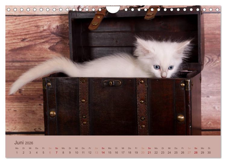 Produktbild: Verspielte Ragdolls - Sanfte Katzen in seidigem Haarkleid (Wandkalender 2026 DIN A4 quer), CALVENDO Monatskalender