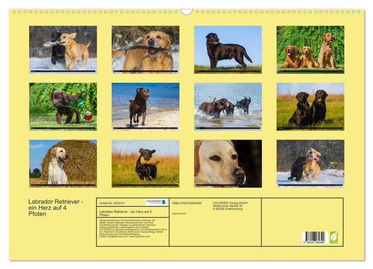 Produktbild: Labrador Retriever - ein Herz auf 4 Pfoten (Wandkalender 2026 DIN A2 quer), CALVENDO Monatskalender