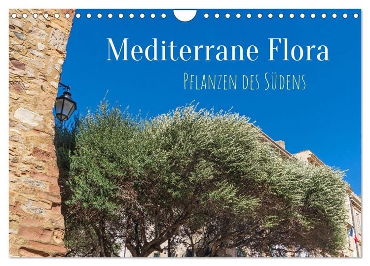Produktbild: Mediterrane Flora - Pflanzen des S&uuml;dens (Wandkalender 2026 DIN A4 quer), CALVENDO Monatskalender