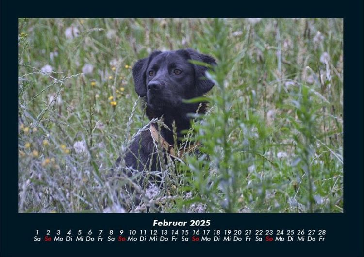Produktbild: Hundezauber 2025 Fotokalender DIN A4